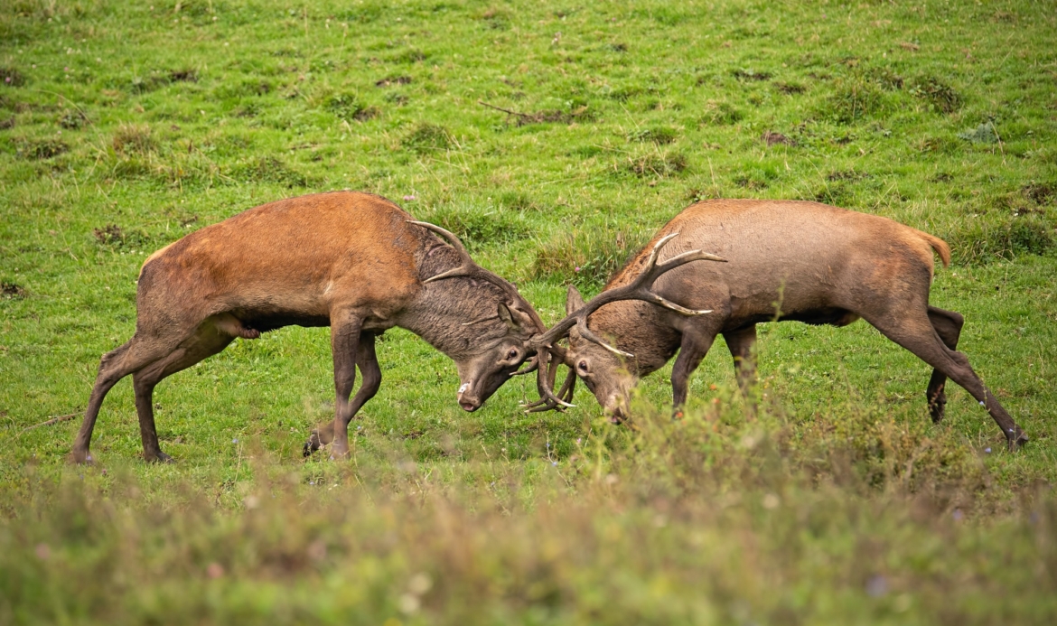 Red deer, cervus elaphus, fight during the rut