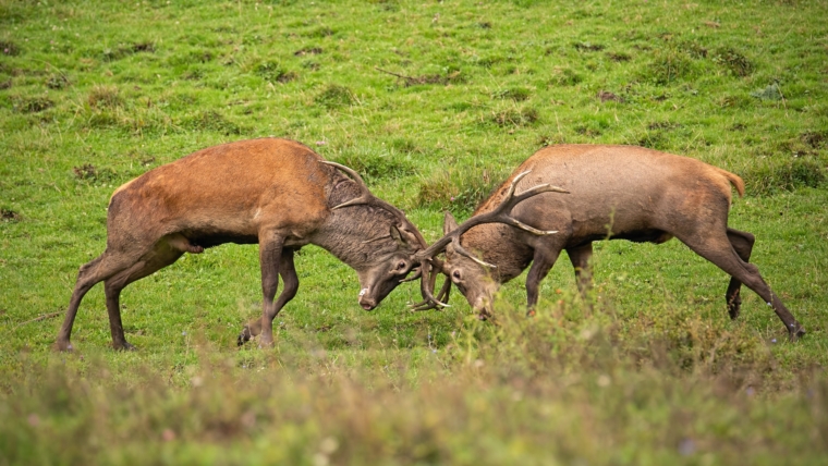 Red deer, cervus elaphus, fight during the rut
