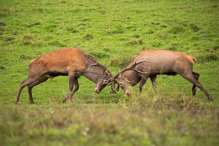 Red deer, cervus elaphus, fight during the rut