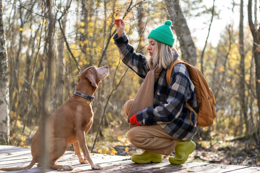 Woman trainer teaching purebred hunting dog commands and obedience, holding treat in hand in forest