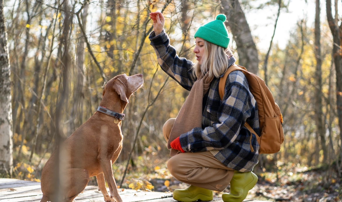 Woman trainer teaching purebred hunting dog commands and obedience, holding treat in hand in forest