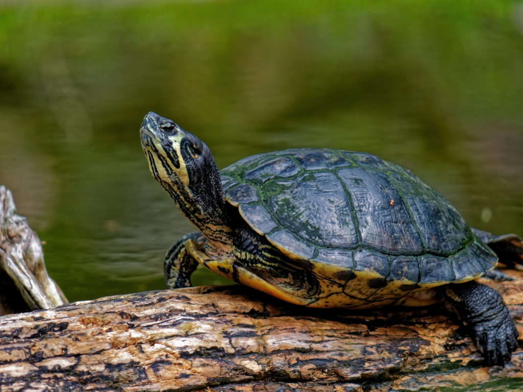 Selective focus shot of a turtle on the log by a lake