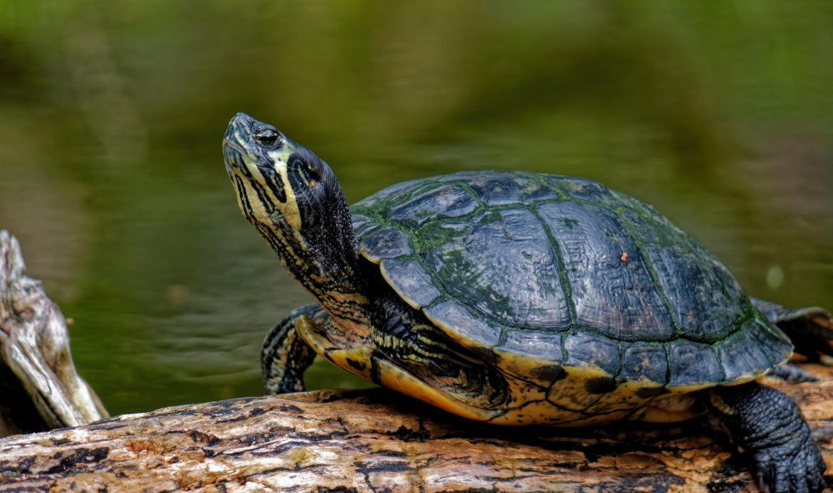 Selective focus shot of a turtle on the log by a lake