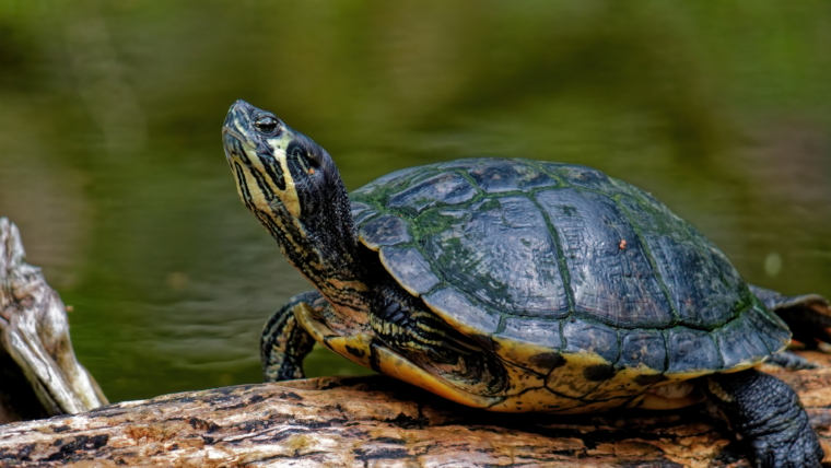 Selective focus shot of a turtle on the log by a lake